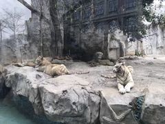 -灵玲国际马戏城