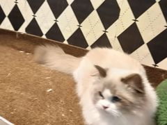 -大型宠物商超·宠海王国·宠物猫狗活体·用品·美容(新世界百货重庆店)