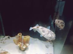 -重庆欢乐海底世界