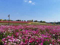-径山花海