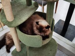 -喵园·猫主题咖啡厅·撸猫·猫咖(国贸店)