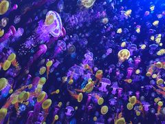 -海合安青岛极地海洋公园