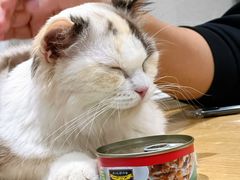 -藏猫猫咖啡主题馆(中央大道店)