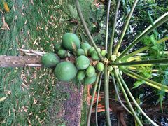 亚龙湾红树林度假酒店-三亚亚龙湾红树林度假酒店