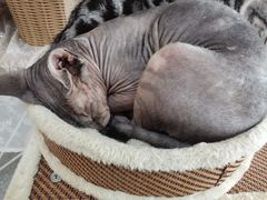 -共舞时光猫咖·狗咖(新街口店)