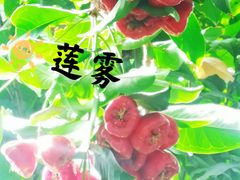 -国家植物园南园