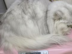 -芭比堂动物医院广州顽皮分院