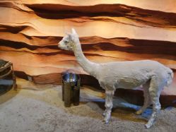 -酷嗒动物文化乐园(cutezoo西溪乐天城店)