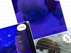 -海合安成都极地海洋公园