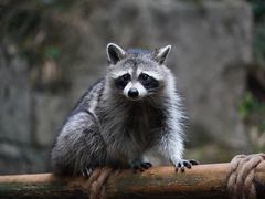 -杭州野生动物世界