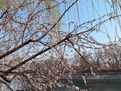 -桃花堤公园