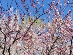-桃花堤公园