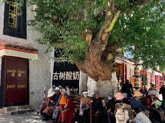 门面-古树酸奶(八廓南街店)