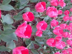 洛阳郁金香牡丹园-洛阳郁金香牡丹园