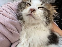 -楼上猫咖(罗湖店)