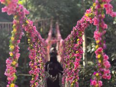 -西双版纳原始森林公园