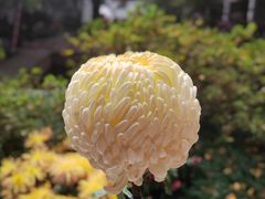 -杭州植物园
