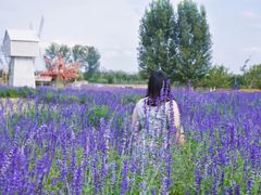 -北京东方普罗旺斯薰衣草庄园