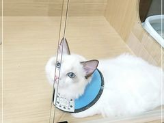 -袖虎猫馆(十亩地店)