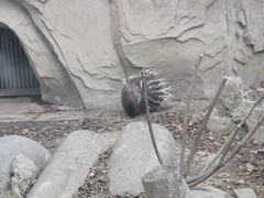 -成都动物园