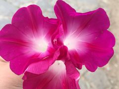 -武汉华夏国际影城(鲁广店)