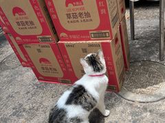 -金太粽(上海弄堂第一粽店)