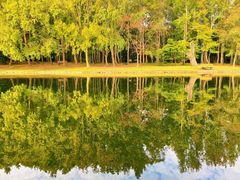 -上海共青森林公园