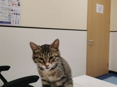 -萌兽医馆·犬猫专科·眼科中心·宠物医院(朝阳门分院)