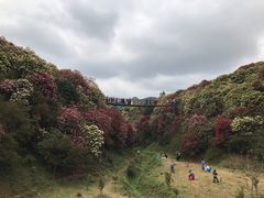 -贵州百里杜鹃风景名胜区