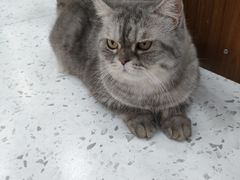 -喵园·猫主题咖啡厅·撸猫·猫咖(国贸店)