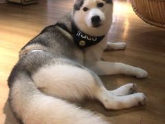 -Husky Go! 哈士奇体验馆·宠物咖啡厅狗咖