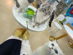 -喵宠乐园·撸猫互动·猫舍