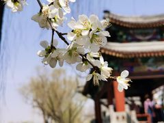 -颐和园