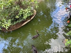 -深圳野生动物园