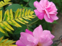 -长春观斋补堂素菜馆