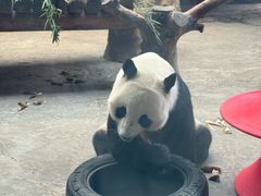 -石家庄市动物园