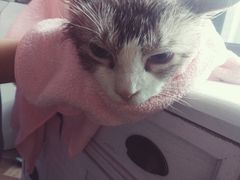 -70cat德文卷毛猫·缅因猫纯种猫舍