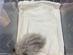 -爱侣宠医·鹦鹉专科·小型哺乳类·异宠专科(灵石路店)