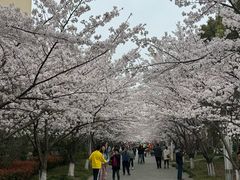 -高东镇樱花园