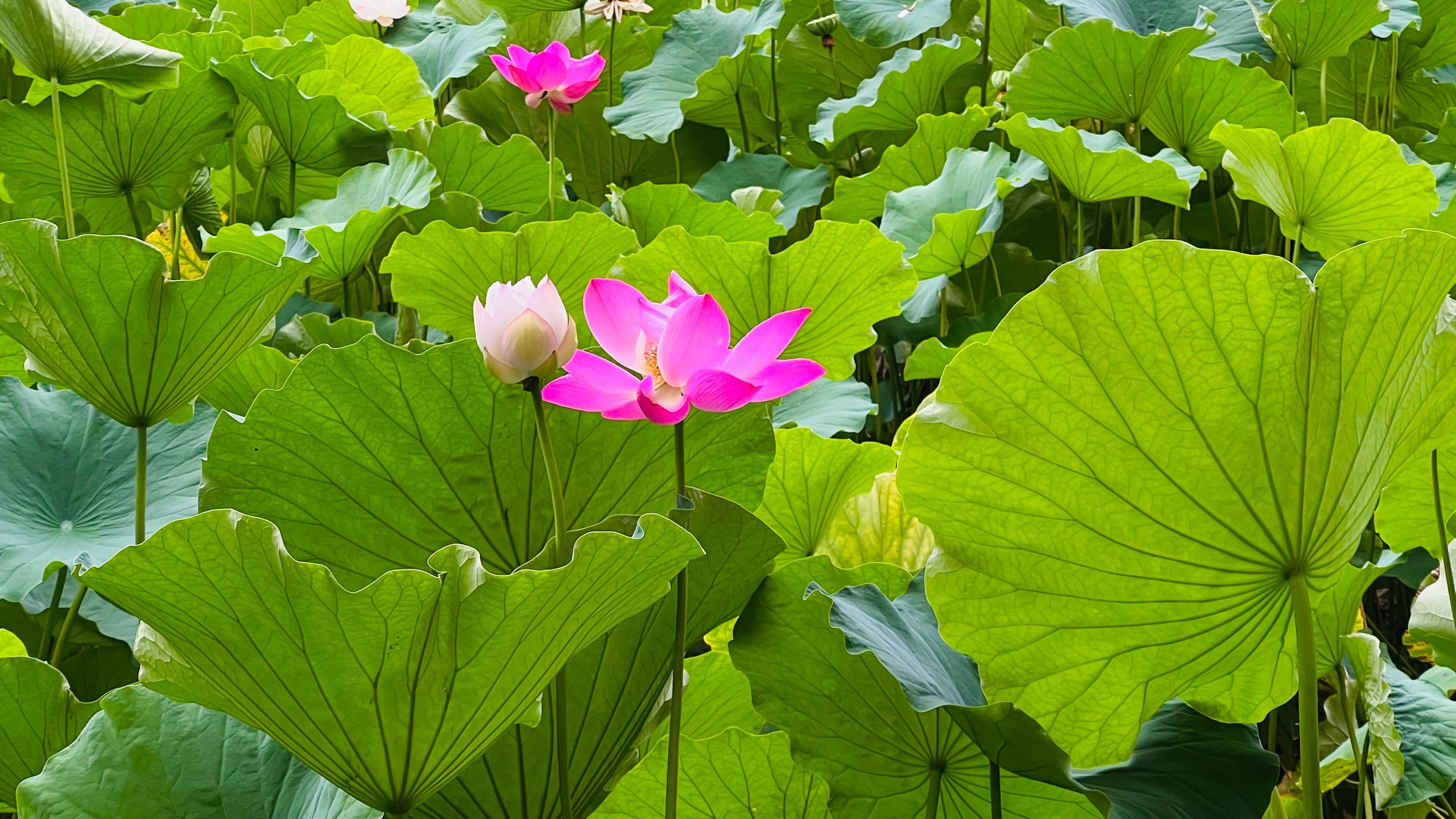 盛开花朵的美景