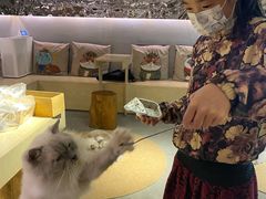 -more than meow吴止猫主题餐厅(承德 中船汇店)