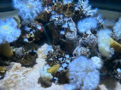 -瑞普利水族馆