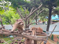 -西霞口神雕山野生动物世界
