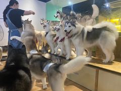 -Husky Go! 哈士奇体验馆·宠物咖啡厅狗咖