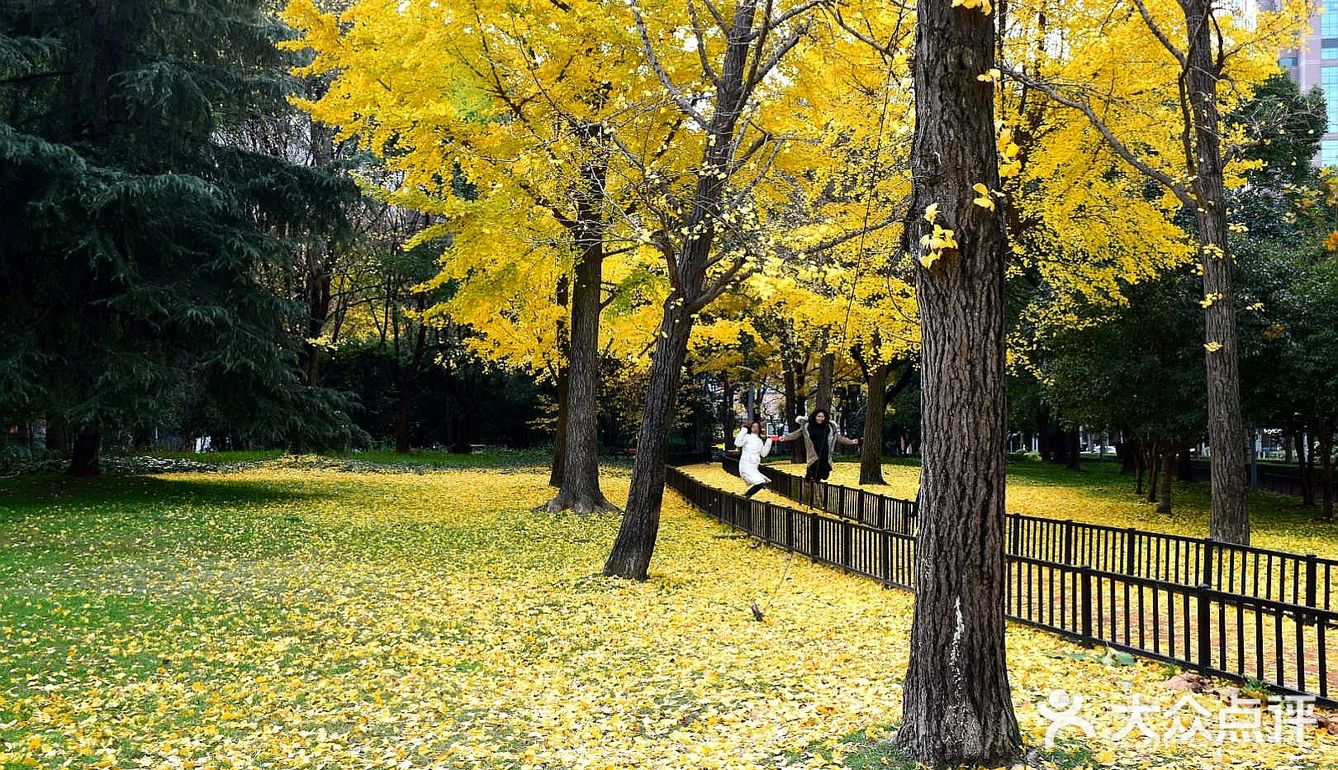 疯狂的金黄色，错过要等一年