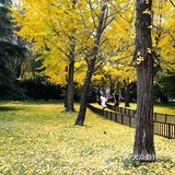 疯狂的金黄色，错过要等一年