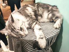 -猫小院猫主题餐厅(三里屯店)