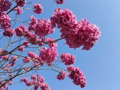 -莲花山公园