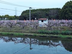 -南汇桃花村
