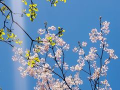 -王顺山国家森林公园